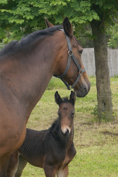 <b>Hingst e. Stardust / Solos Carex. Opdrættet af Tine Fredborg