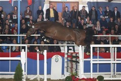 Tailormade Horses catalogue No 22 by Diarado / Argentinus