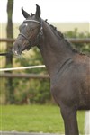 <b>Nr 2 - Søgård's Magic Moon e. Magic Dancer H</b>