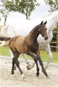 <b>Dagens Bedste Springhoppeføl
Chanel e. Crelido</b>