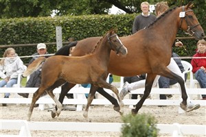 <b>Dagens Bedstes Pony Føl
Perfect Baylia Basensa e. Prince Perfect </b>