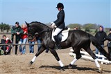 De Nightron e. De Noir/ B. H. Don Shufro. Redet af Anna Carina Pedersen