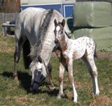 <b>Spotty Louis e. Temptation / Aladdin af Hallundbæk. Opdrættet af Gitte Sørensen</b>