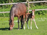 <b>Perfect Baylia Basensa e. Prince Perfect / Windsor N. Opdrættet af: Steen og Susanne Lage, Nordfyn</b>