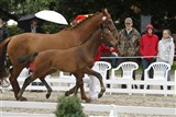 <b>Thybo's Liva e. L'Espoir</b>