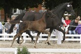 <b>Nr. 7 - Sarwell e. Weltjunge </b>