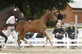 <b>Nr. 3 - Tailormade Horse 4 e. Temptation</b>