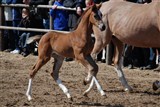 Hoppeføl e. Temptation/Michellino. Opdrættet af Tailormade Horses