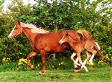 <b>Miss Perfect e. Prince Perfect / Boomrang. Opdrættet af Kirja Thomsen, Nibe</b>