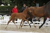 <b>Cassia e. Crelido</b>