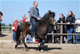 Per Skjærbæk på jagt efter nye hingsteemner
