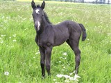 <b>Black Pearl e. De Noir / Akatshi. Opdrættet af Agnethe Nielsen, Hjørring</b>