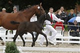 <b>Nr. 3 - Kalhave's Dancing Queen e. De Noir</b>