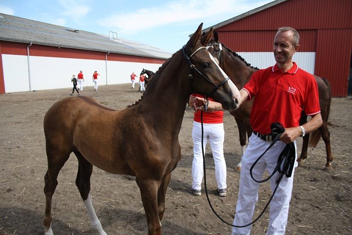 Sønderskovens Don Avicii e.Hesselhøj Donkey Boy / BH Don Romantic,opdrættet af Johanne Cæsar Juul