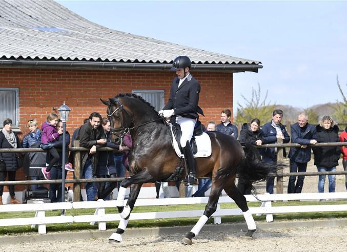 DVH 1223 Romeo