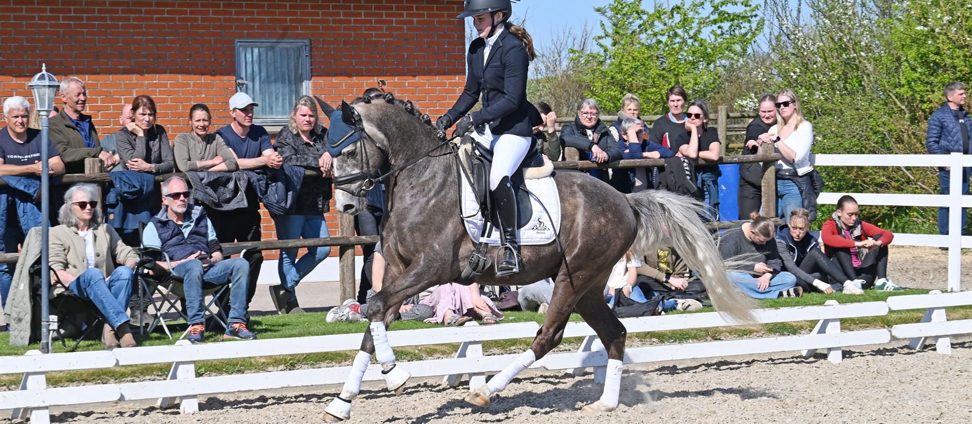 Søgårds Golden Moon¤