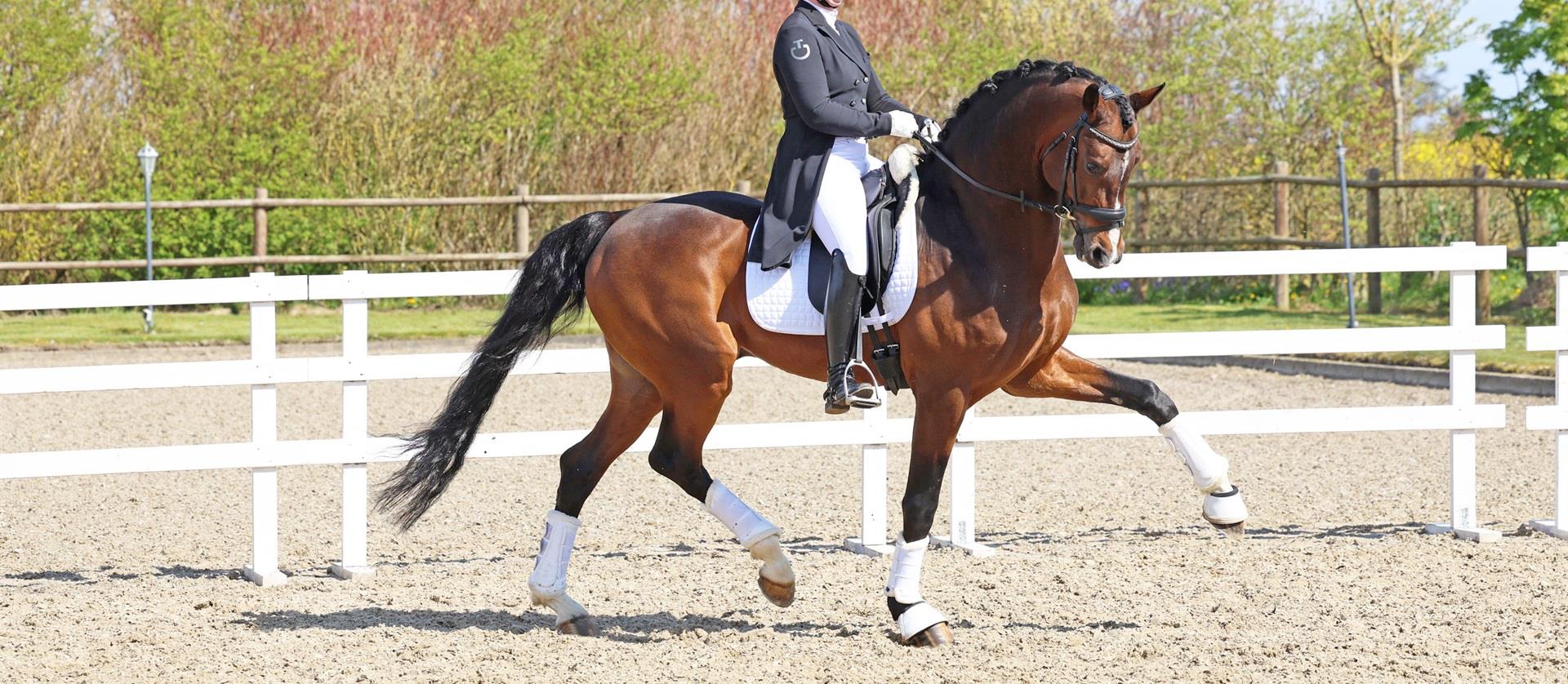 Hesselhøj Donkey Boy¤