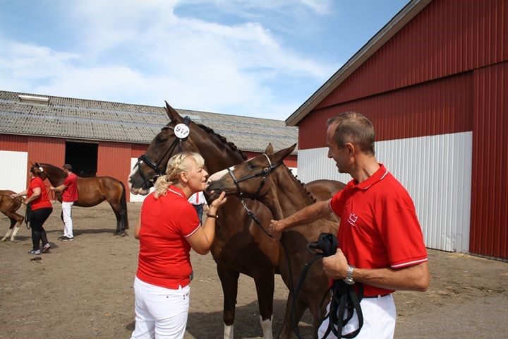 Sønderskovens Don Avicii e.Hesselhøj Donkey Boy / BH Don Romantic,opdrættet af Johanne Cæsar Juul