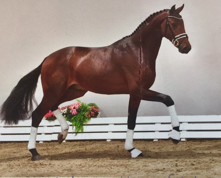 DVH 1369 Floss Dance