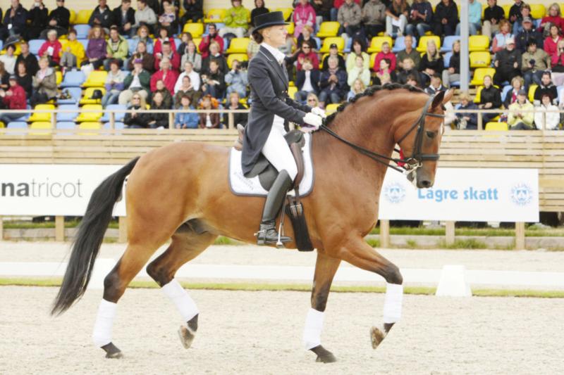 <b>Overgaard’s Lawell</b> e. Weltjunge/ May Sherif – A-hest i dressur
Nr. 4 ved 7-års championat for dressurheste v. Falsterbo Horse
Show 2009 – Opdrættet af: Tove og Ove Møller Nørgaard