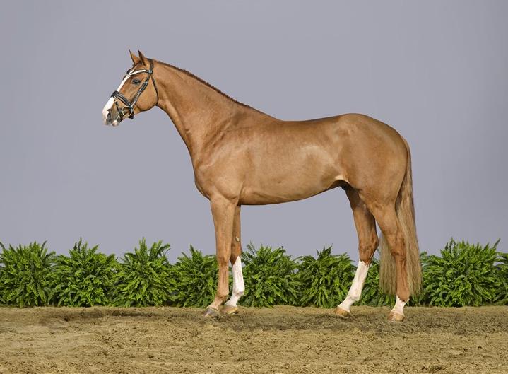 DVH 1251 Casall Sem